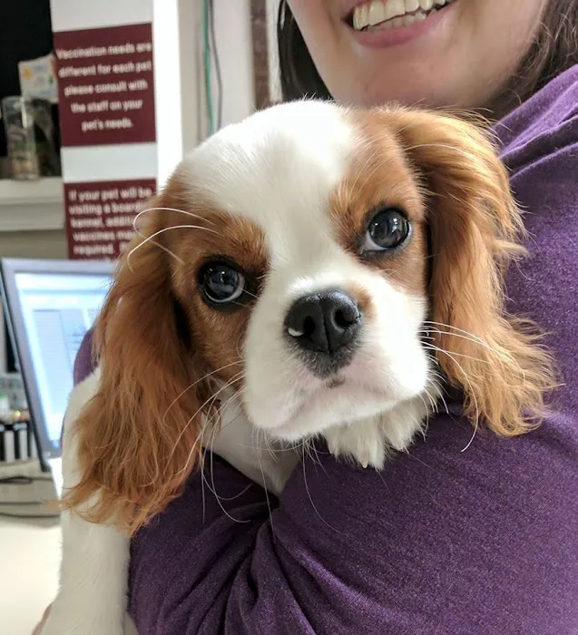 Westarbor Animal Hospital Picture 9