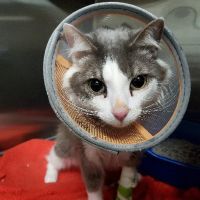 Emergency Veterinary Hospital ico