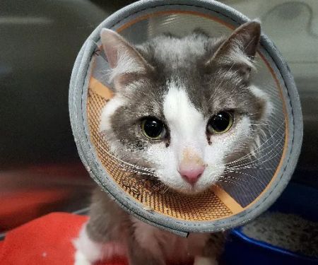 Emergency Veterinary Hospital