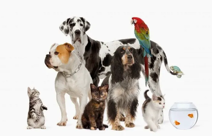 Emergency Veterinary Hospital Picture 5