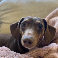 MiVet Animal Clinic ico