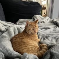 Compassionate Care Animal Hospital ico