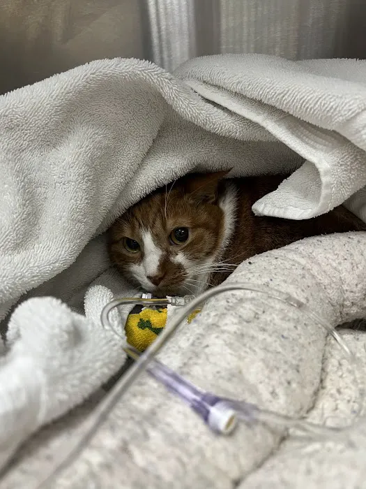Compassionate Care Animal Hospital Picture 8