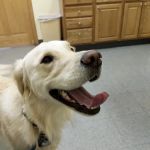 Stadium Veterinary Services