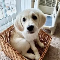 Ann Arbor Animal Hospital ico
