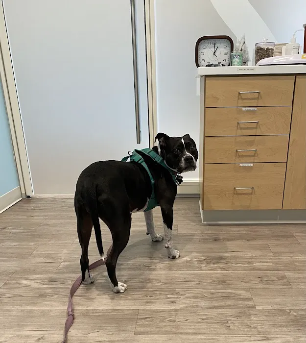 Animal Urgent Center Picture 2