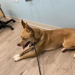Animal Urgent Center