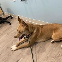 Animal Urgent Center ico