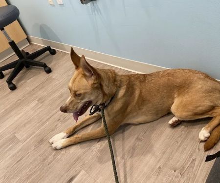 Animal Urgent Center