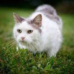 Pennfield Animal Hospital