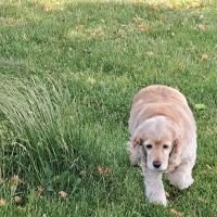 Town & Country Animal Hospital, Inc. ico