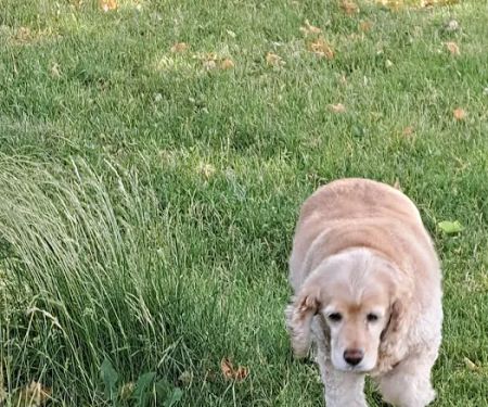 Town & Country Animal Hospital, Inc.