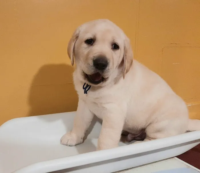 Town & Country Animal Hospital, Inc. Picture 2