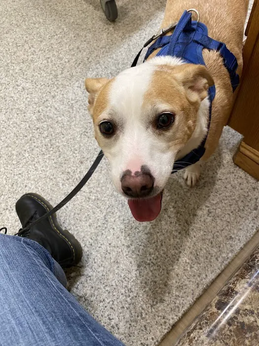 Town & Country Animal Hospital, Inc. Picture 3
