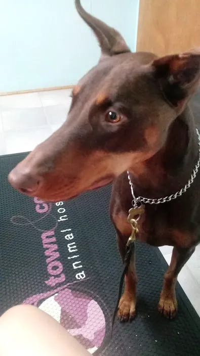 Town & Country Animal Hospital, Inc. Picture 8