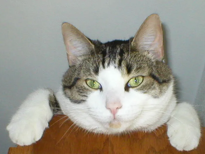 Apple Grove Veterinary Care Picture 4