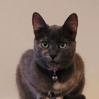 Apple Grove Veterinary Care ico