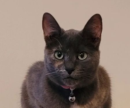 Apple Grove Veterinary Care