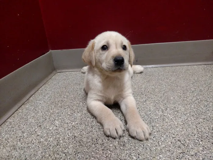 Apple Grove Veterinary Care Picture 8