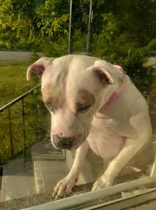 Apple Grove Veterinary Care Picture 7