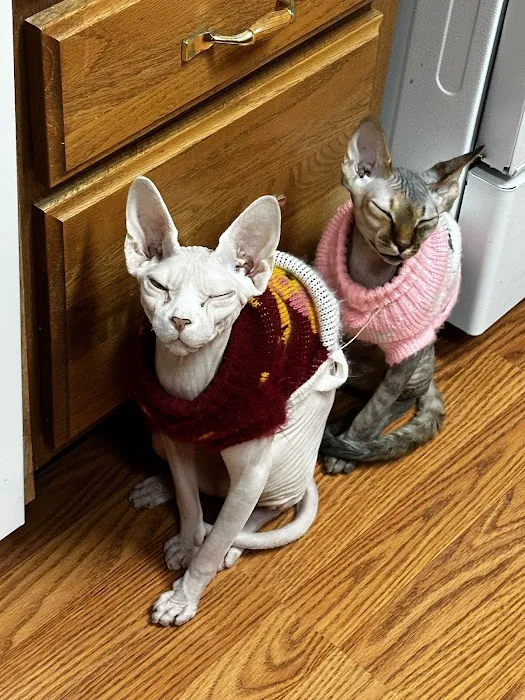 NaKids Cattery Picture 3