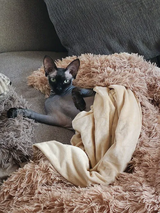 NaKids Cattery Picture 1