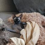 NaKids Cattery