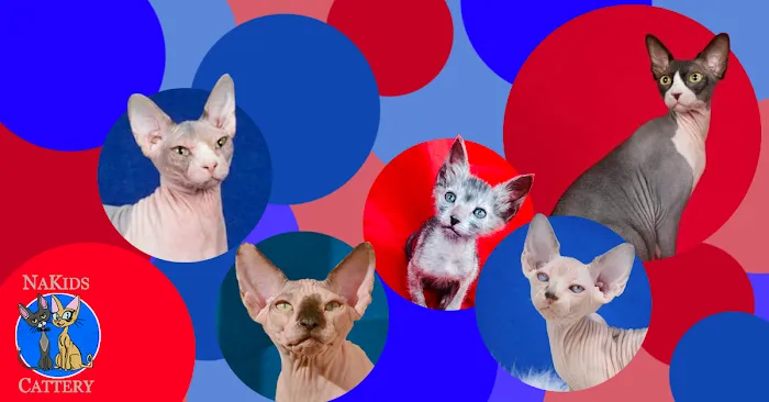 NaKids Cattery Picture 5