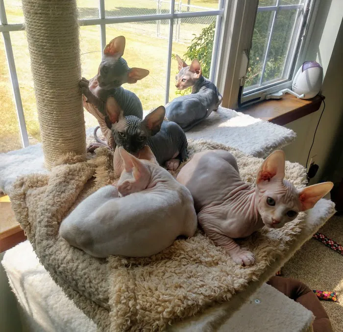 NaKids Cattery Picture 7