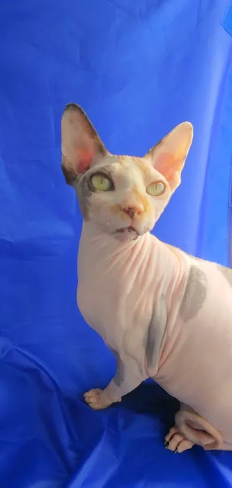 NaKids Cattery Picture 8