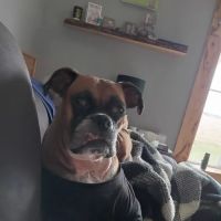 Eastwood Veterinary Hospital ico
