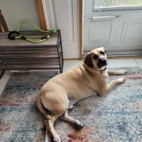 Turner Veterinary Clinic ico