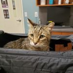 Lakeview Animal Hospital
