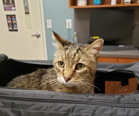 Lakeview Animal Hospital