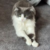 VCA Portage Animal Hospital ico