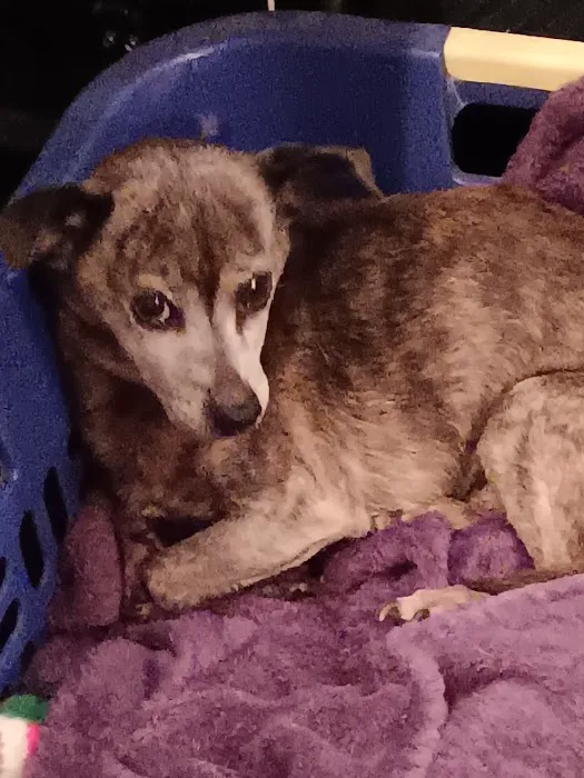 VCA Portage Animal Hospital Picture 8