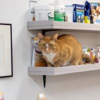 Shaver Road Animal Hospital ico