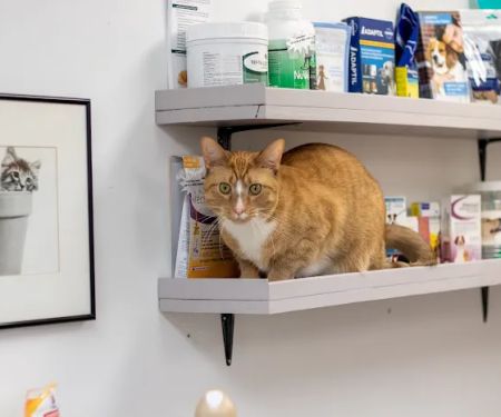 Shaver Road Animal Hospital