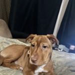 Vetco Vaccination Clinic