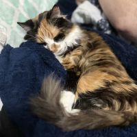 Peaceful Moments Veterinary Care ico