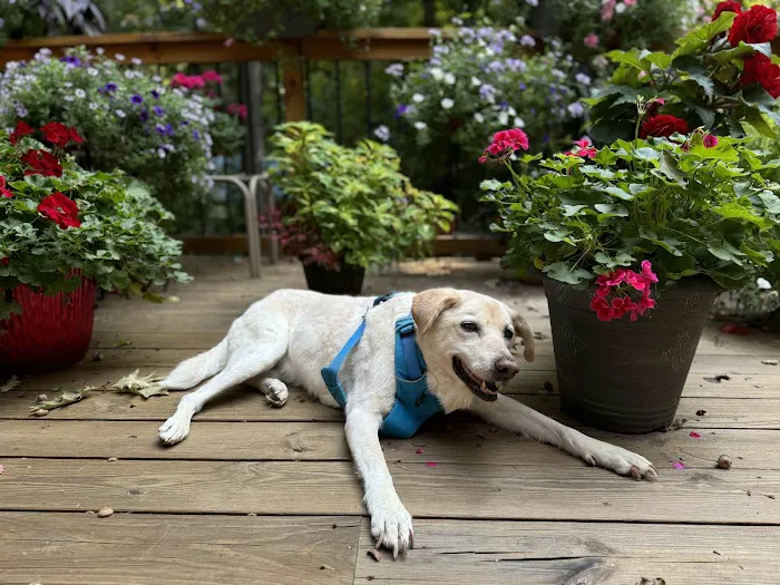 Peaceful Moments Veterinary Care Picture 6