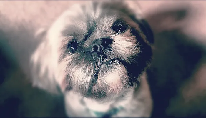 Peaceful Moments Veterinary Care Picture 8