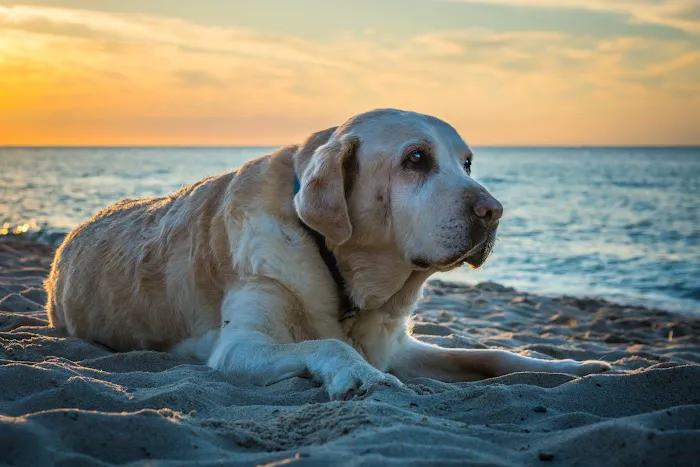 Peaceful Moments Veterinary Care Picture 9