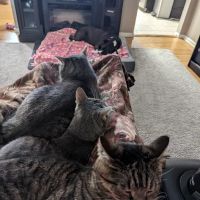 Sprinkle Road Veterinary Clinic ico