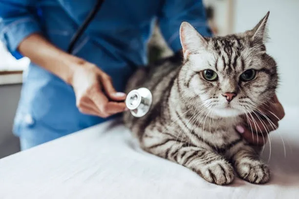 Silver Lake Small Animal Veterinary Clinic Picture 5