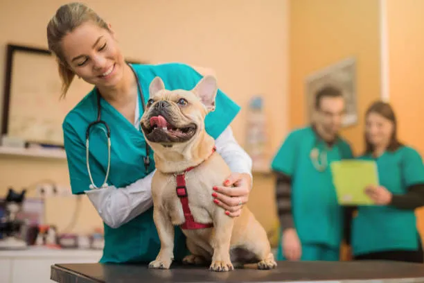 Silver Lake Small Animal Veterinary Clinic Picture 2