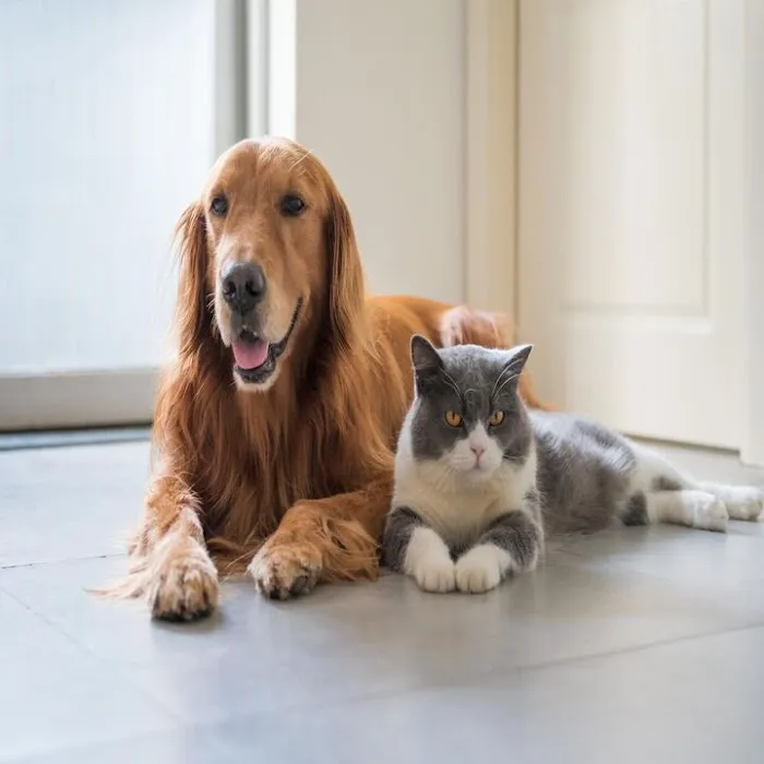 Silver Lake Small Animal Veterinary Clinic Picture 7