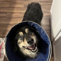 Akron Vet Clinic ico