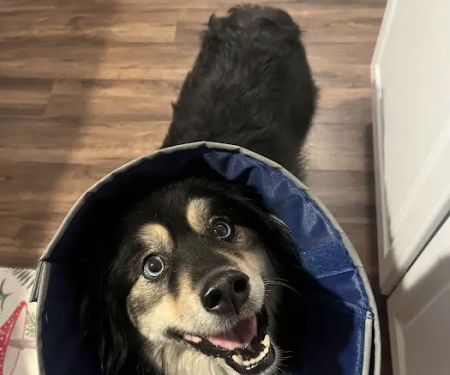 Akron Vet Clinic