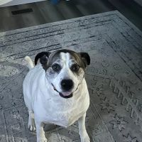 Sommers Veterinary Hospital ico